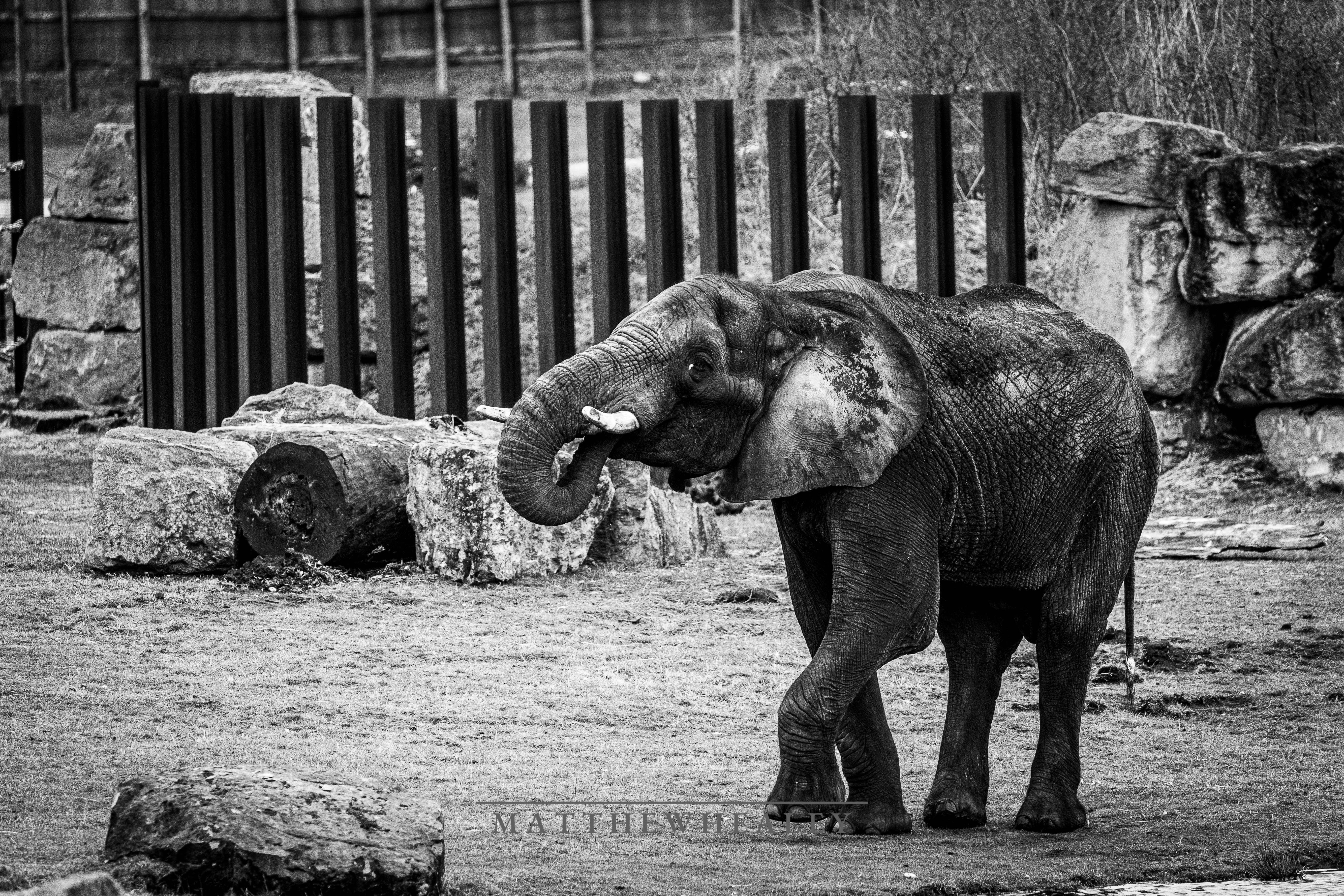 An African elephant which has just finished drinking some water.