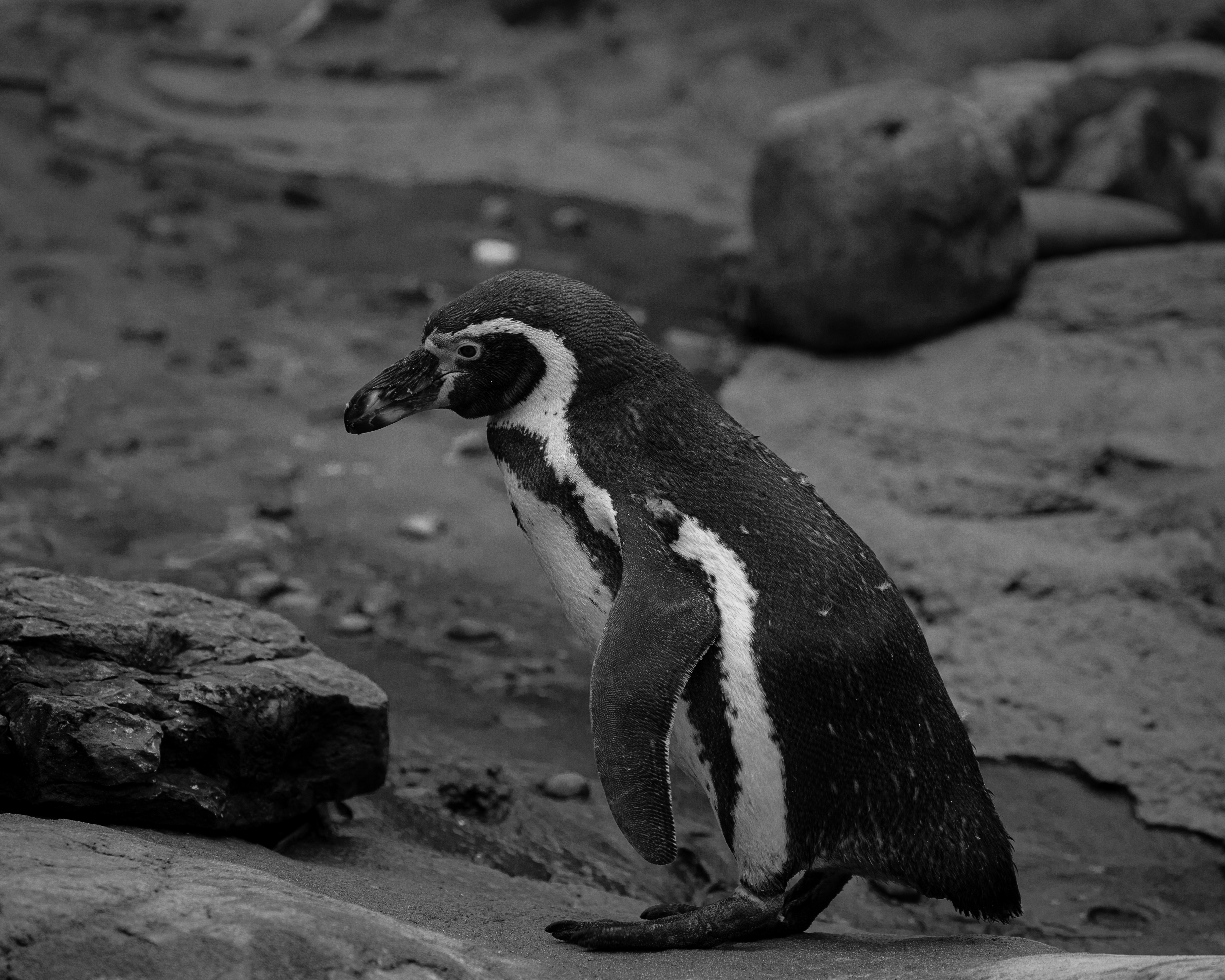 West Midlands Safari Park wildlife photography